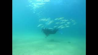 Scuba Diving in Cabo Dec 2019