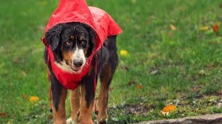 Bernese Mountain Dog and Canine Tremors