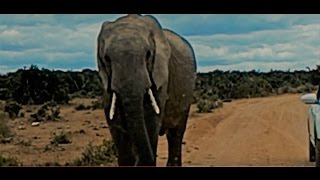 Safari in South Africa. See encounter with elephant :)