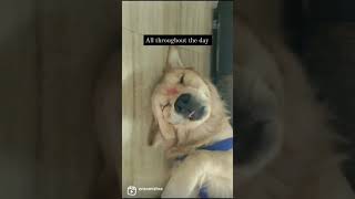 My Dog Has A Weird Sleep Cycle | Cute Golden Retriever Enzo #shorts