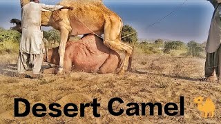 Camel meet with female camel. #vuralvideo #animals #camel #camellife