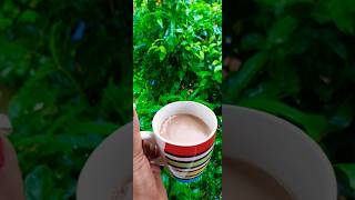 Rain | Tea | Rainy Season