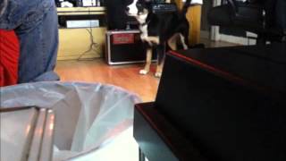 Dog Sings Along To Blues