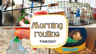 My Morning Routine with 3 Guinea Pigs in 5 minutes (Weekday)