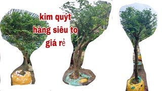 Kim quýt hàng siêu to giá rẻ "Cây Kiểng Quốc Cung "