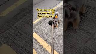 Yung  aso mong maattitude 🙄#everyone #viral #highlights #shortvideo #cutedog #dog #subscribe