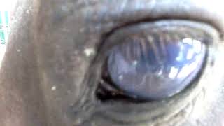 Eye worm in horse