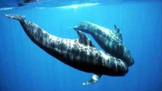 Beautiful whale song