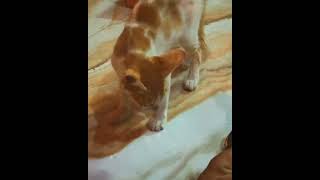 "Mind-Blowing Cat Tricks That Will Leave You Speechless! 😱🐱"#viral #kitten #shortsyoutube