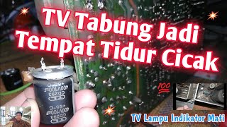 Perbaikan TV Mati Ternyata Jadi Tempat Tidur Cicak