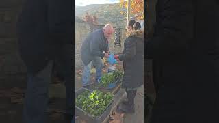 Market Day in Tetovë, Tetovo, North Macedonia - Ditë tregu në Tetovë (November 21, 2024)