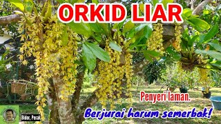 ORKID HUTAN PENYERI LAMAN | HARUM SEMERBAK