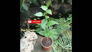 Harshringar secret fertilizers for bumperflowering#song#Harshringar#gardening#bts#kpop#shorts#forypu