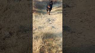 Rottweilers enjoying the morning Sun