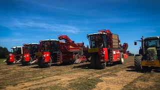 Arrachage de carottes XXL | D'AUCY | x4 arracheuses Dewulf & Fendt