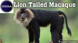 Lion-tailed Macaques