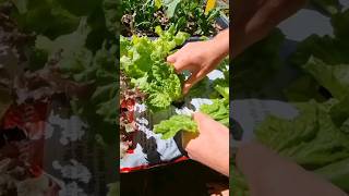 How to grow vegetables, quick and easy #howto #lettuce