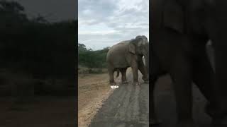 Dangerous Eliphant on Road #001 #wildelephant #topslip #mudumalaitigerreserve #shorts