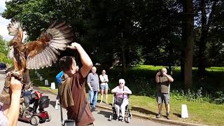 Harris Hawk