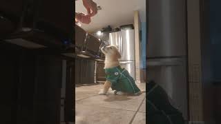 11 week old English Golden Retriever Puppy, Rogan Jay performing new learned skills.