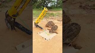 Easy DIY Trap / Quail Trap #shorts