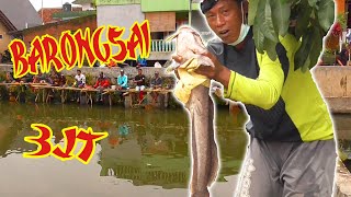 MENGERIKAN HAMPIR PUTUS ‼️ MANCING BARONGSAY INI GA ADA LEMESNYA ‼️