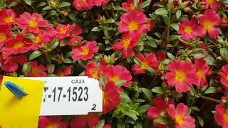 April Blooming 2021, Breeders Choice: PAZZAZ™ Red Flare Portulaca