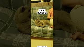 HALA! BUGBOG #viralvideoshort #cat #animals