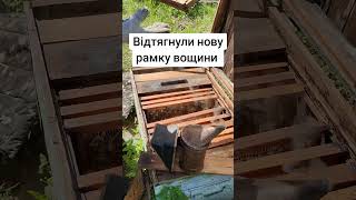 Відтягнули нову рамку з вощини #пасіка #bee #apiary #nature #бджоли