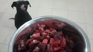 pitbull eating pig liver raw feeding dog with pig liver