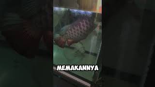 Tankmate Arwana Ikan Pembersih Kaca #ikanarwanagoldenred #tankmatepredator