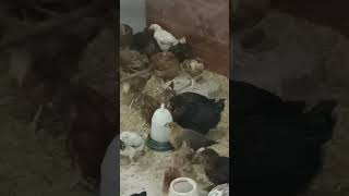 Golden Mishri Hen's #hen #incubator #business #chick #egg