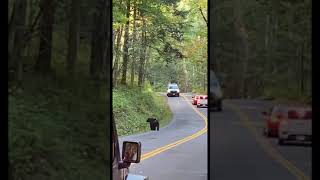 Gatlinburg Bear sighting           #shorts #gatlinburg #blackbear