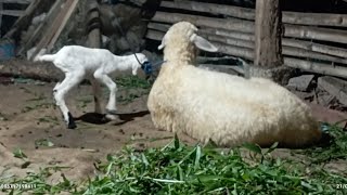 kambing dara melahirkan heboh