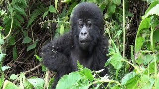 Cute gorilla infant plays with his food while Mum and Silverback Dad enjoy a mixed salad in Rwanda