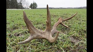 Huge red deer antler/zrzuty jelenia 2020, ogromny 14-stak, ladna tyka