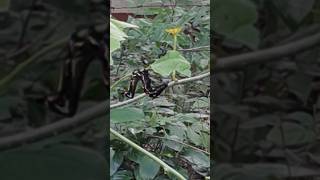 Aaha tomator # insects #youtubevideo shortvideos #