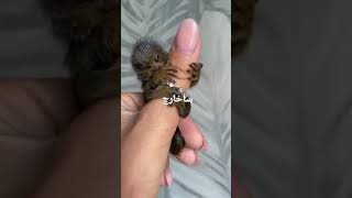 نامش را نمی‌دانم اما خیلی زیباست