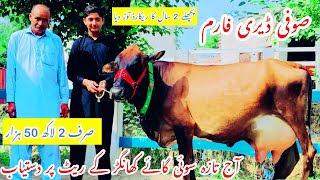 Sufi Dairy Farm||Jersey Cows For Sale ||Cross Cows For Sale In Punjab ||Sasta Farmer Cha Gya