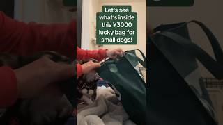 What's inside a  3000 yen Japanese LUCKY BAG for DOGS?  #shorts #luckybag #japan