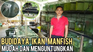 PROSPEK CERAH BUDIDAYA IKAN MANFISH || MUDAH DAN MENGUNTUNGKAN