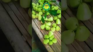 Panen Jambu Madu Deli Hijau #shorts #jambuair #jambumadudeli #jualbibit #bibitmurah #cangkok #viral