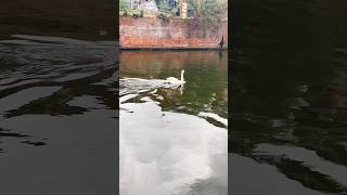 Majestic swan in Leicester🦢