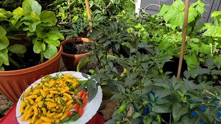 Harvesting Yellow Submarine Chilli Which Smells Tastes Like Naga || Shokher Bagan 2023