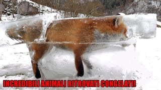 5 Incredibili Animali Ritrovati Congelati