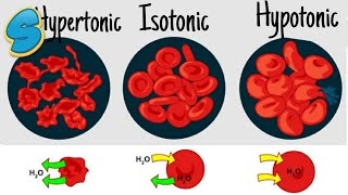 Diffusion and osmosis (በአማርኛ) Grade 9 Biology Unit 2 Part 4