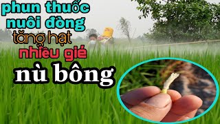 phun thuốc NUÔI ĐÒNG,TĂNG HẠT,NHIỀU DÉ,NÙ BÔNG #110 l thanhdotv