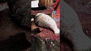 Big carla fish cutting | BD fish cutting | Amazing fish cutting #fish