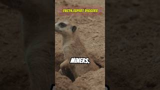 Aren't you curious about Meerkat?#animals #facts #meerkat