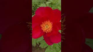 Peony Mackinac Grand #shorts #peony #реоnflower #peony variety #peonies #peony cultivar #sadvlesu